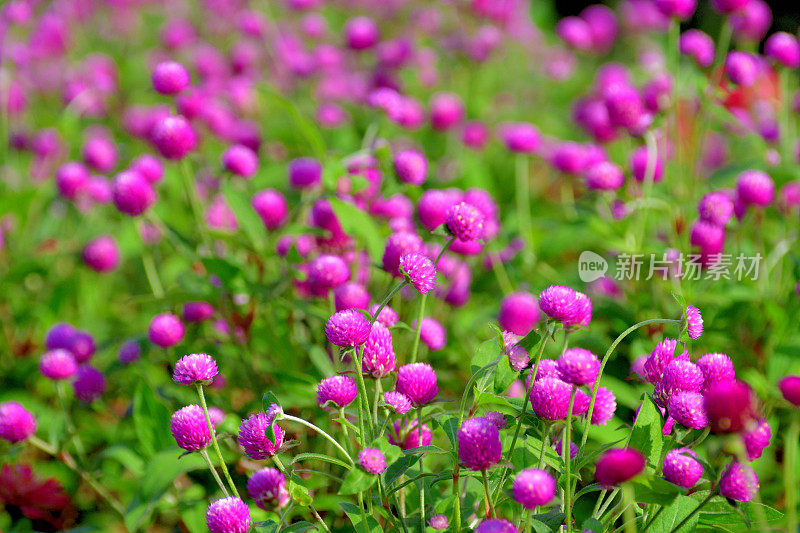 Gomphrena globbosa /全球苋菜花